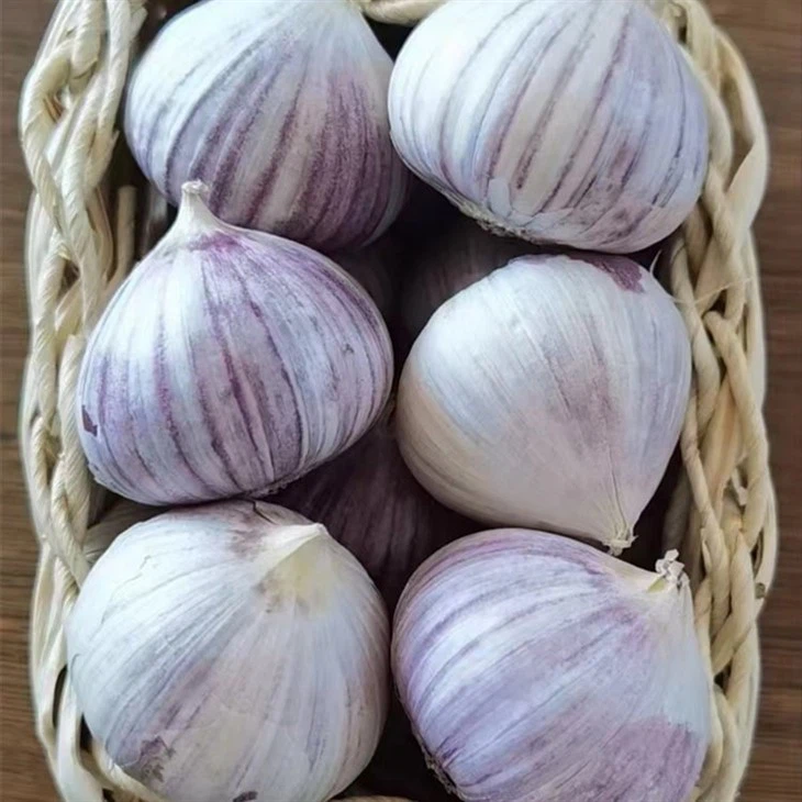 solo garlic