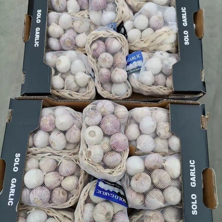 solo garlic 2023